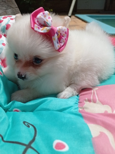 Filhote De Lulu Fêmea Com Pedigree AtestadoVeterinário