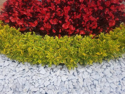 Imagen 3 de 3 de Planta Duranta Gold (leer Descripción)