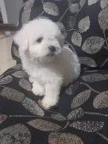 Comprar Cachorros Bichon Frise Puros 