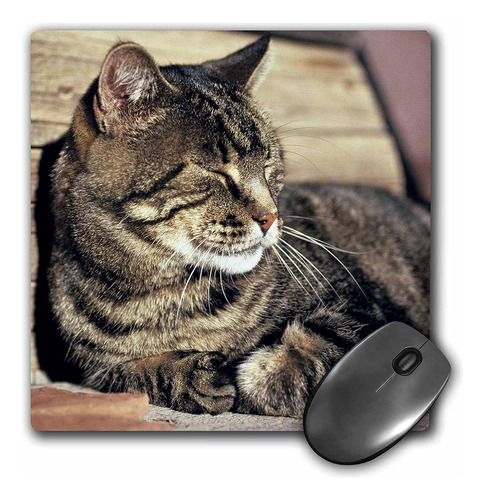 Alfombrilla De Mouse Imagen Gato Marron Durmiendo 8 X 8 PuLG
