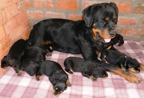 Rottweiler Cachorros Para Entregar Bellos...
