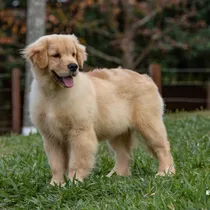 Comprar Golden Retriever En Criadero Golden Retriever Argentina