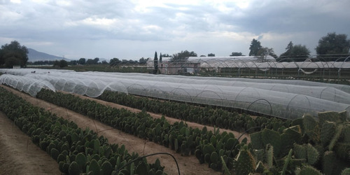 Imagen 2 de 4 de Malla Antigranizo Cristal 3.7 M Ancho X 1 M Largo