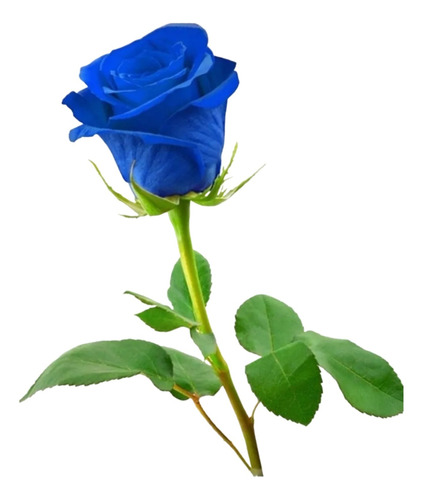 20 Sementes De Rosas Azuis Raras  (frete Gratis0