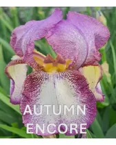 Comprar 3 Rizoma De Lirios Barbados O Iris Germánica Autunm Encore