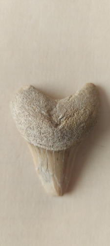 Diente Fósil De Tiburón Shark Tooth (Usado)