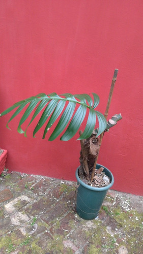 Planta Exotica Trepadora Rhaphidophora Decursiva