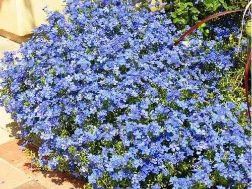 Cuia 21 Planta Azulzinha Ou Azulão - Linda Planta Pendente à venda em  Divinópolis Minas Gerais por apenas R$ 39.90 - OCompra.com Brasil