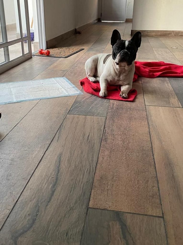 Imagen 4 de 10 de Guarderia Canin Hotel Para Perros Pequeños
