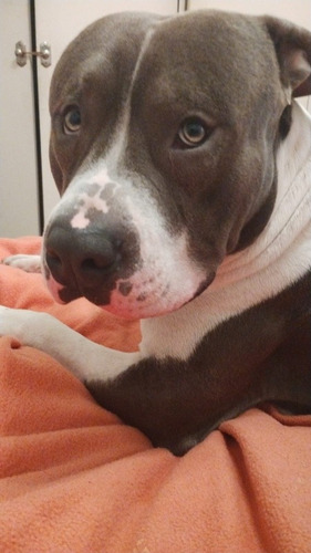 Imagen 4 de 4 de Servicio De Monta. American Pitt Bull Blue Nose