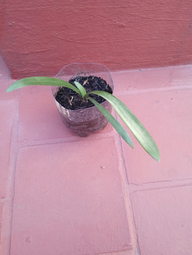 Amarilis Petiolatum O De Campo, Azucena Colorada 30 Cm