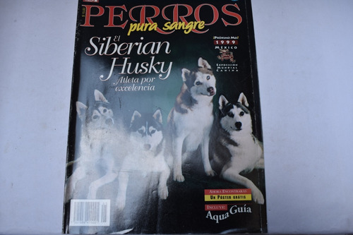 Perros Pura Sangre, el Siberian Husky, Atleta Por Excelenc