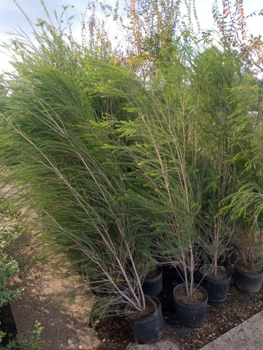 Imagen 2 de 7 de Malaleuca Cerco Vivo - Entrega Gratis Amba