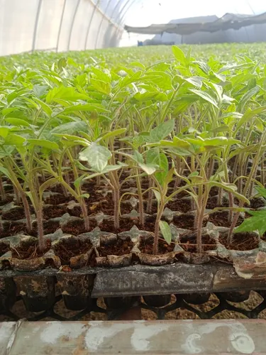 Plantulas De Tomate 8551 F:2