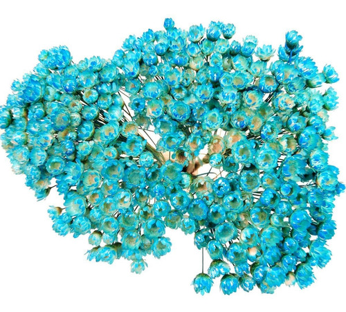 Flores Desidratadas - 3 Sempre Vivas Azul Tiffany