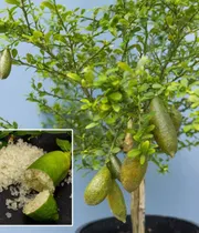 Comprar 1 Arbol De Finger Lime - Limon Caviar Injerto No Semillas