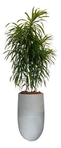 Vaso Argos 150x35 Cm Cor Cimento Com Pleomele Fita