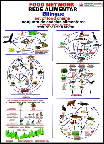 Mapa Cadeia Alimentar Bilíngue Em Português E Inglês