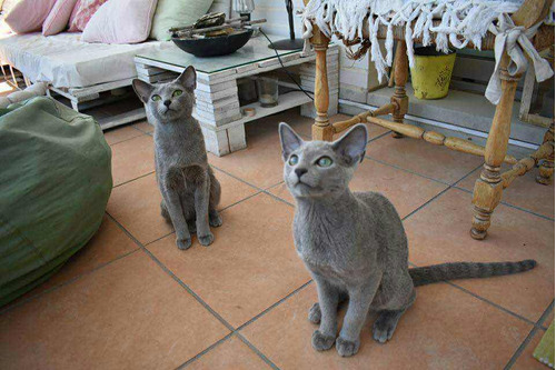 Gatos Ruso Azul Hipoalergénicos Y Terapéuticos