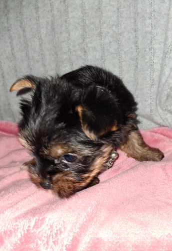 Yorkshire Terrier Hembritas Negro Y Fuego
