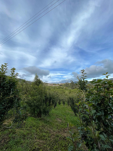 Finca Nuevo Colón Boyacá Terreno Productivo