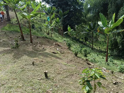 Se Vende Finca Quebradanegra Calarcá Quindío