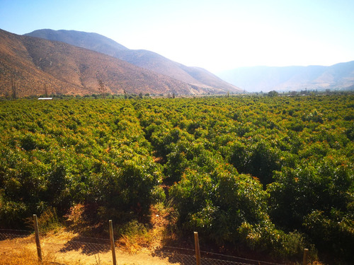 Campo De Paltos En Producción. Riego Y Tranque