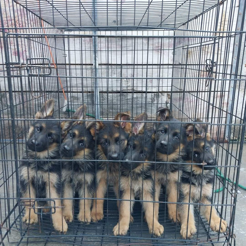 Hermosos Cachorros Pastor Alemán