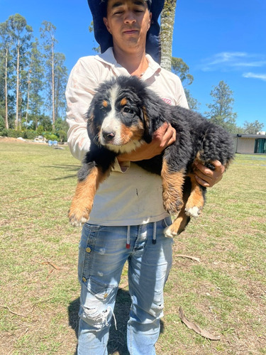 Cachorra Bernes De La Montaña Medellin Cali, Animalpets