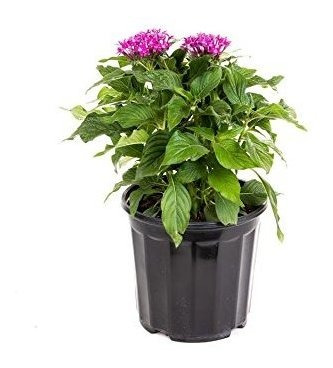 Amplex Violet Penta Live Plant 1 Galon Purple Blooms