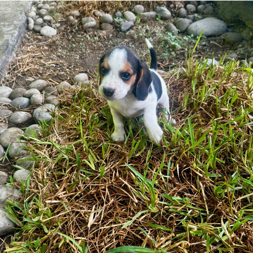 Cachorros Beagle