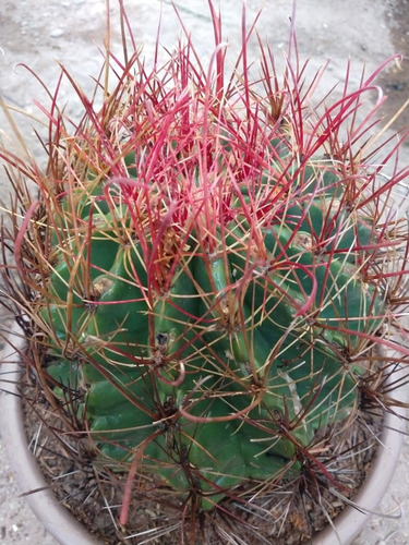 Cactus Ferocactus Emoryi