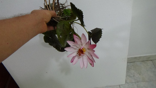 Imagen 5 de 5 de Nenufar Loto Rosado Nocturno Planta D - kg a $65000