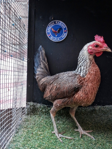 Imagen 3 de 3 de Gallina Madrilla Linea Puertorriqueña N. Cruz Galpon Raggio