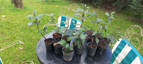 Plantas De Laurel