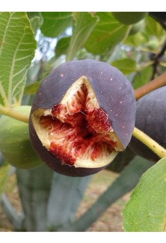 Árbol De Higera (varas) 