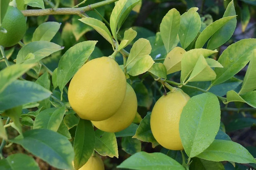 Limon Colima ( Injerto ) Alta Producción