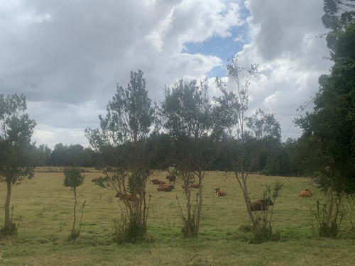 Campo En Ticahue - 57 Ha Ganadero