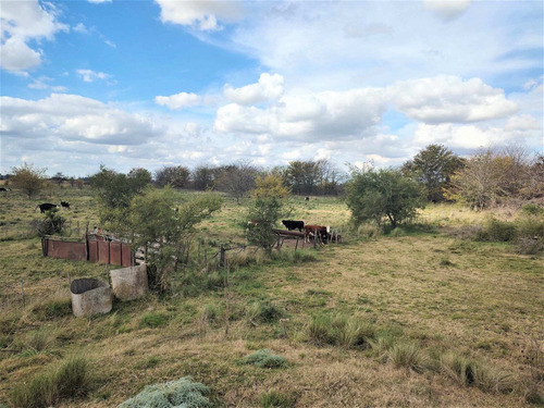 Imagen 4 de 15 de Venta De Campo En Marcos Paz 43 Hectareas