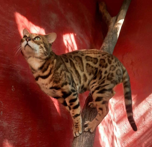 Gatito Bengal- Bengali- Bengal No Siames/exotico/persa