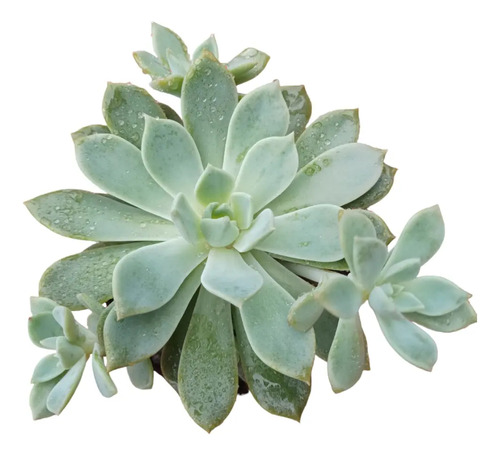 Planta Suculenta Echeveria 