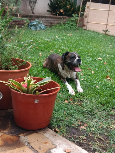 Imagen 5 de 6 de Pensionado Canino