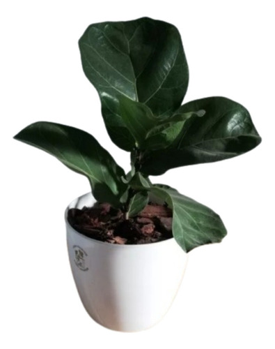 Combo Decoración De Interiores Ficus Pandurata - Lyrata