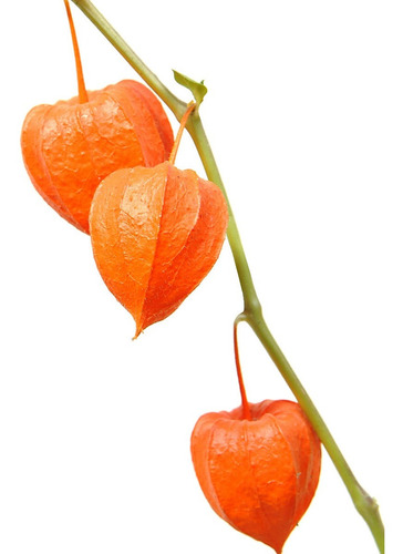 Lanterna Chinesa Physalis Alkekengi  10 Sementes Para Mudas