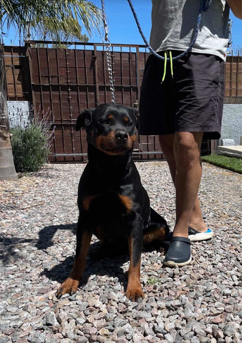 Imagen 2 de 4 de Rottweiler Cachorros Con Pedigrí Del Kcu Listos Para Entrega