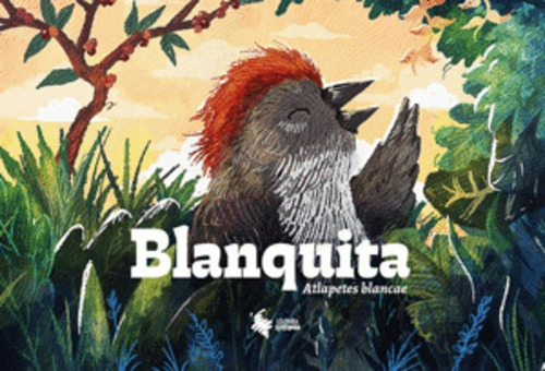 Libro Blanquita. Atlapetes Blancae