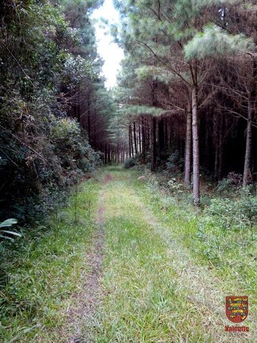 Imagem 5 de 8 de Area - Distrito Rio Das Pedras - Ref: 2634 - V-2634