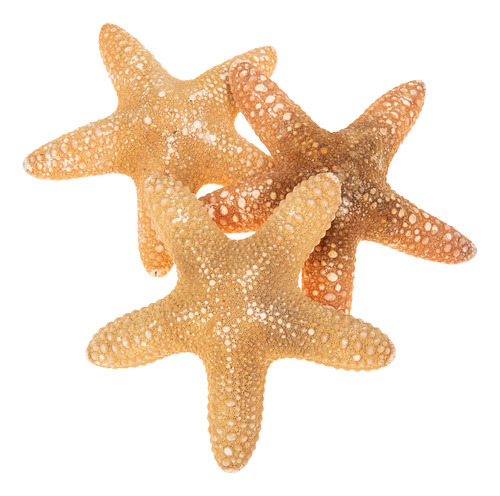 Decoración Natural Con Forma De Estrella De Mar Del Mediterr