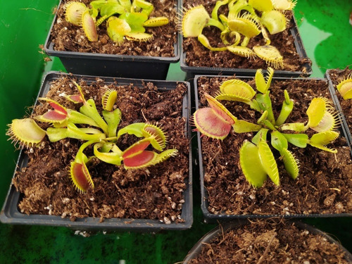 Imagen 3 de 5 de Planta Carnívora Venus Atrapamoscas Dionaea Muscipula Vp