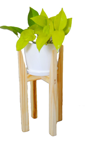 Combo Planta Potus Limon Pie Nórdico Maceta Premium Plato